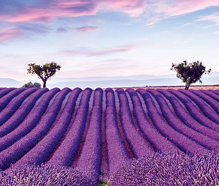 35643 Панно Marburg (Gloockler Pompoos Provence) (1*6) 2,70x2,12 винил на флизелине