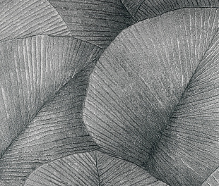 Обои KUMANO34564